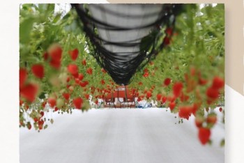 【ベリカフェ】イチゴの季節になりましたね♩